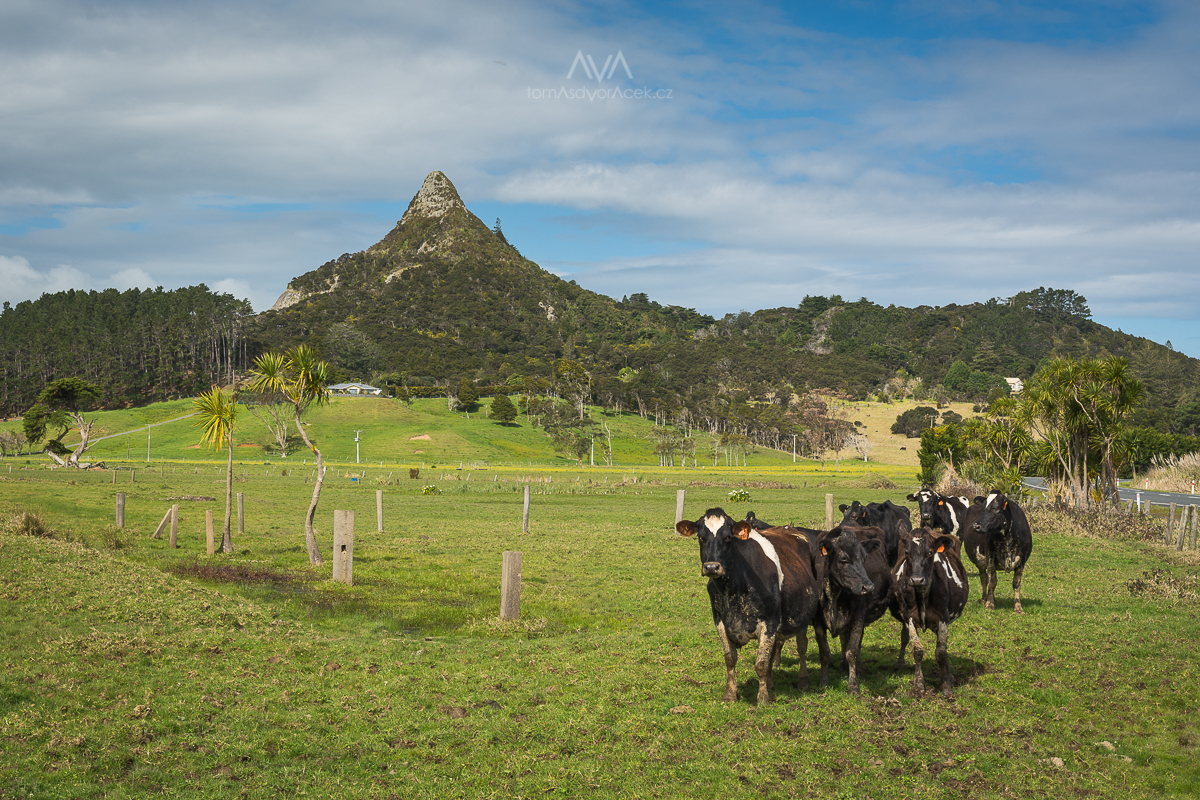 Tokatoka Peak aneb typická zélandská scenérie - všude krávy a v pozadí špičatý kopce.